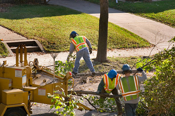 Why Choose Our Tree Removal Services in Babson Park, FL?