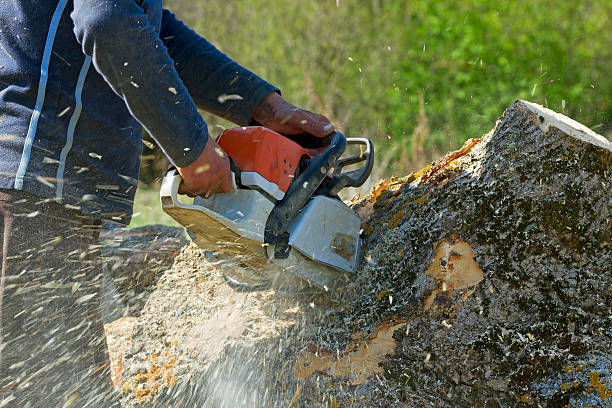 Babson Park, FL  Tree Services Company